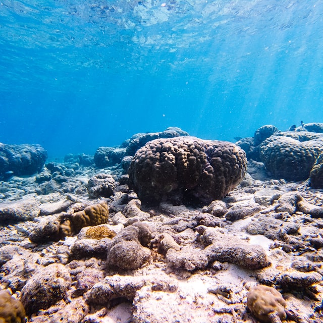 Duikcursus op Koh Tao